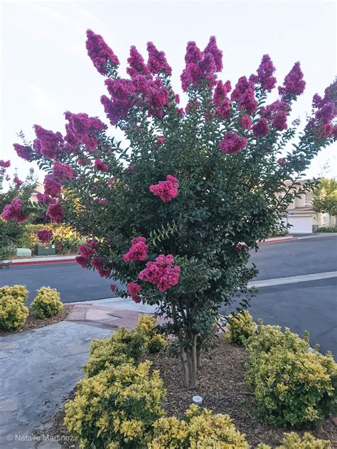 The Magical Beauty of Crepe Myrtle Sunset Magic: A Photographic Journey